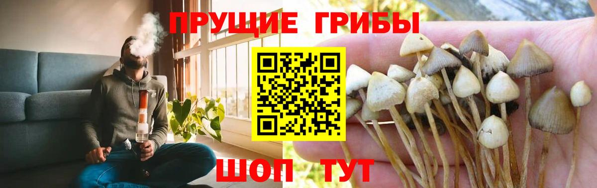 Псилоцибиновые грибы Psilocybe  Вход с VPN  Кондопога 